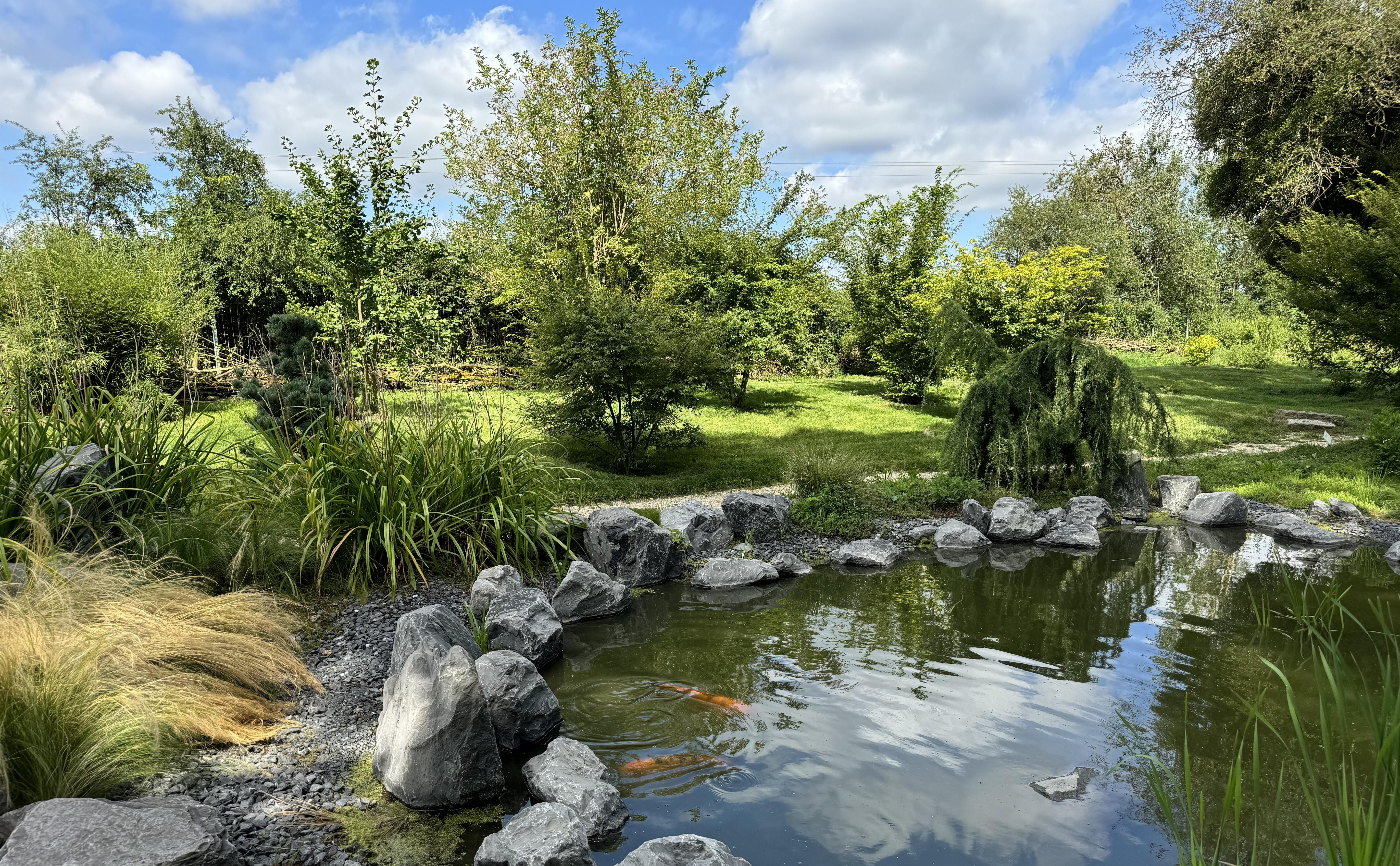 the pond with koi