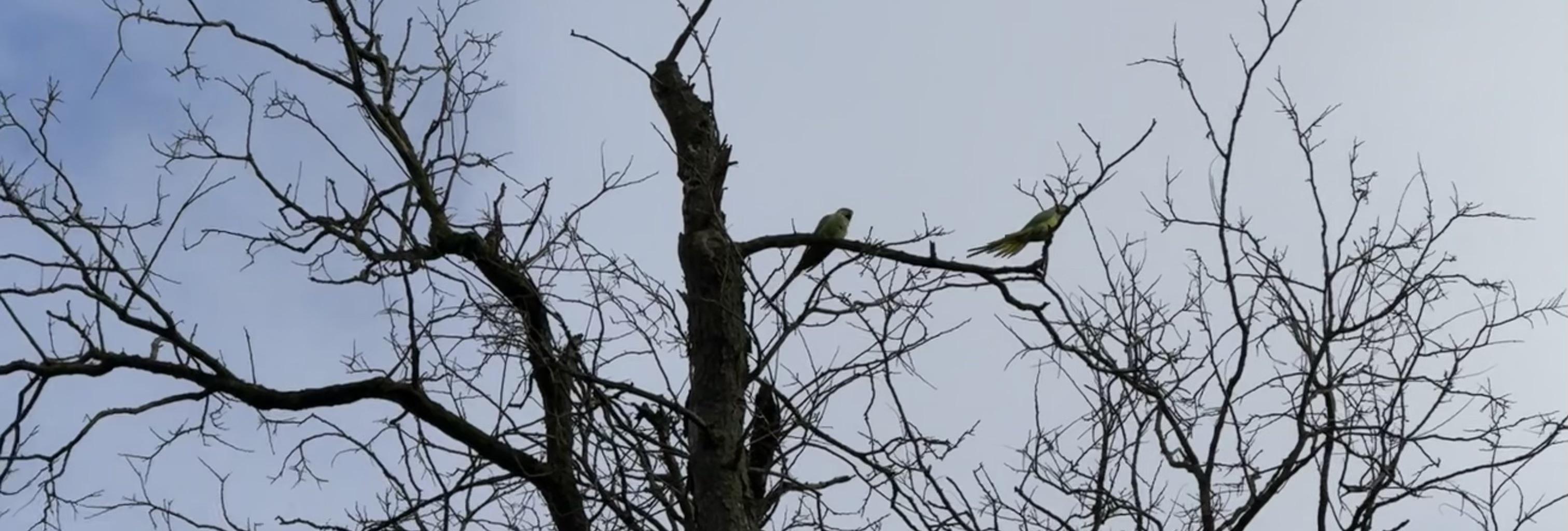 two parakeets sitting at the top of a tree. The tree has no leaves on because it's still winter