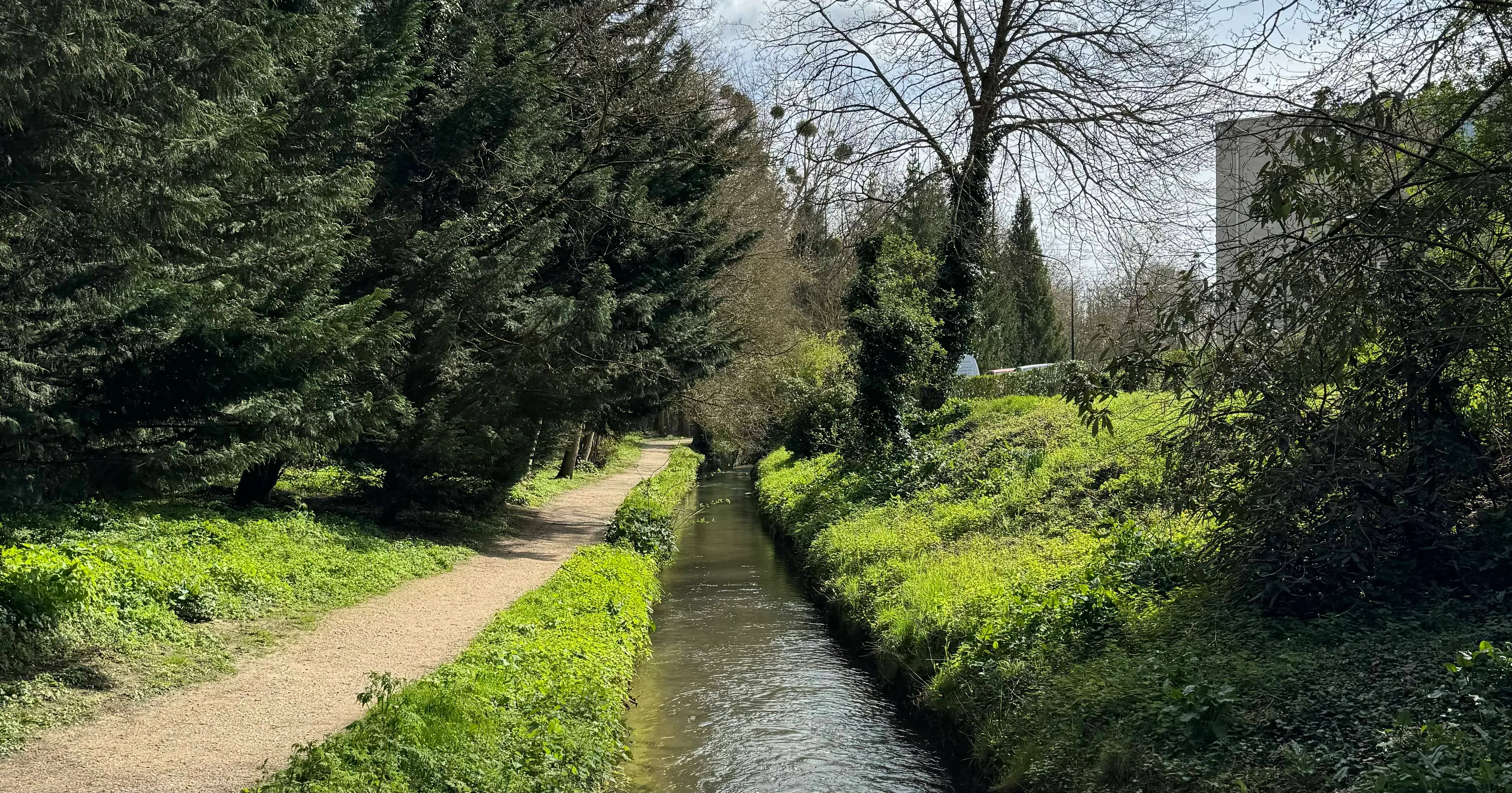 a river running next to a path with lots of trees