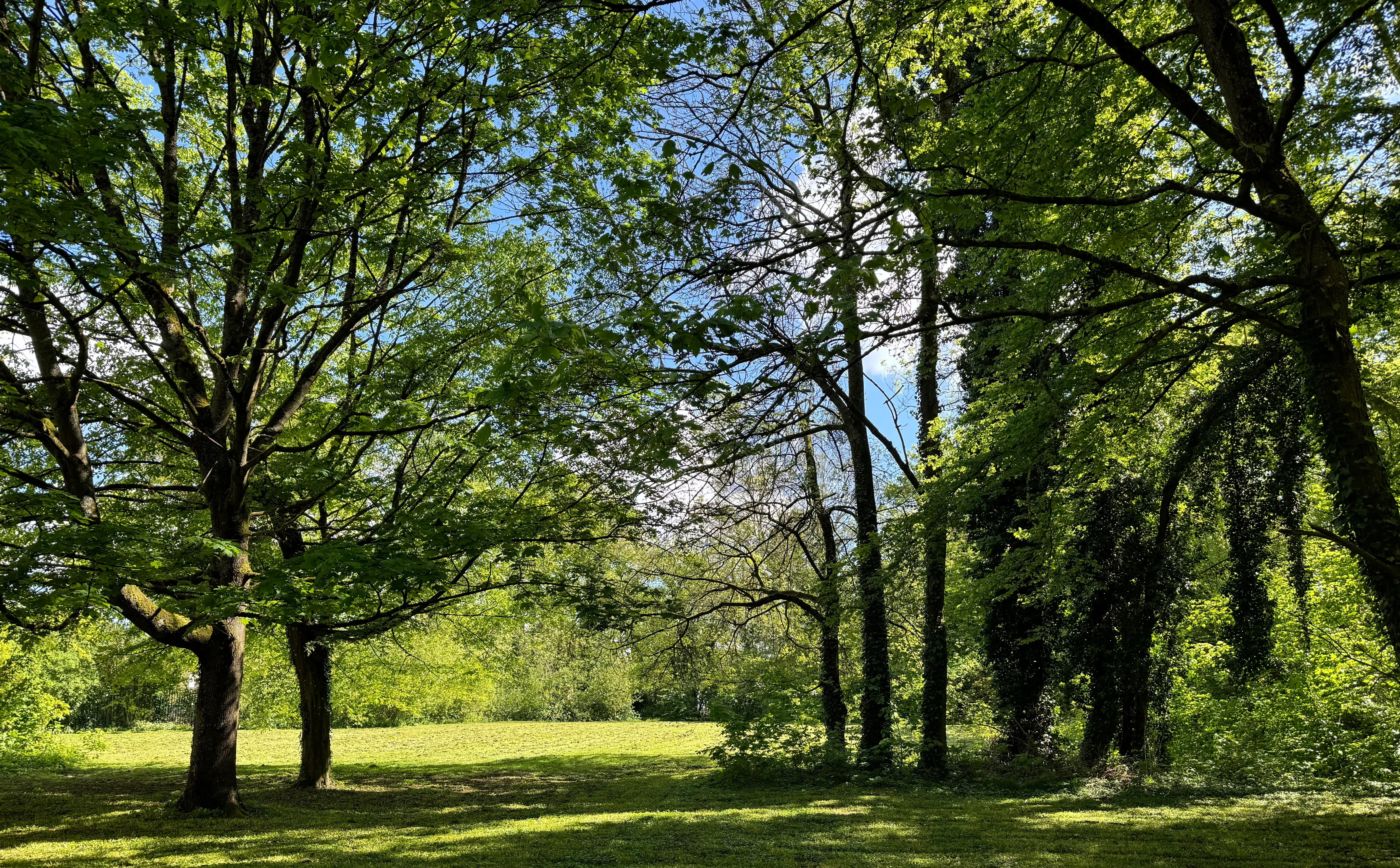 trees and an open field