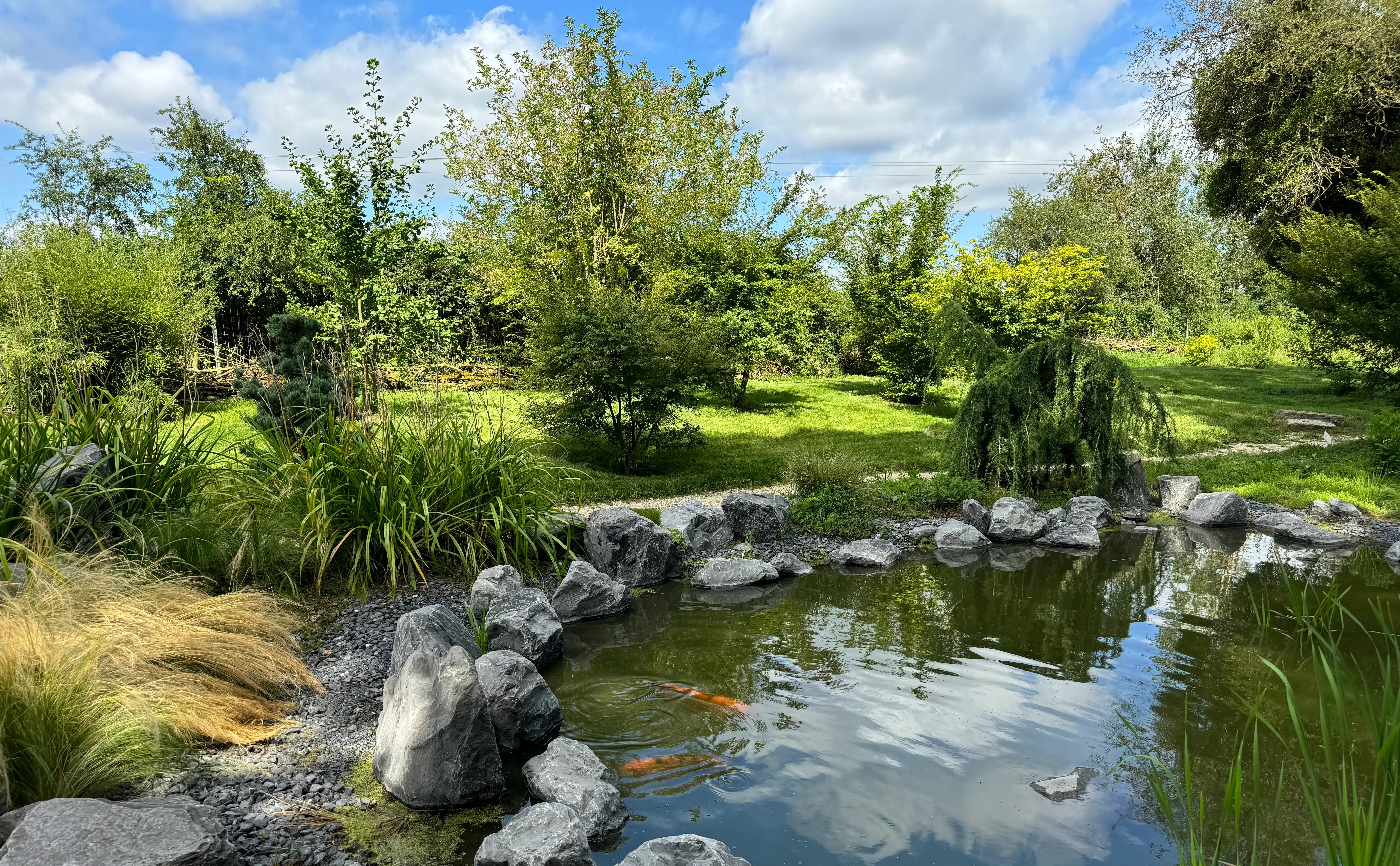 the pond with koi