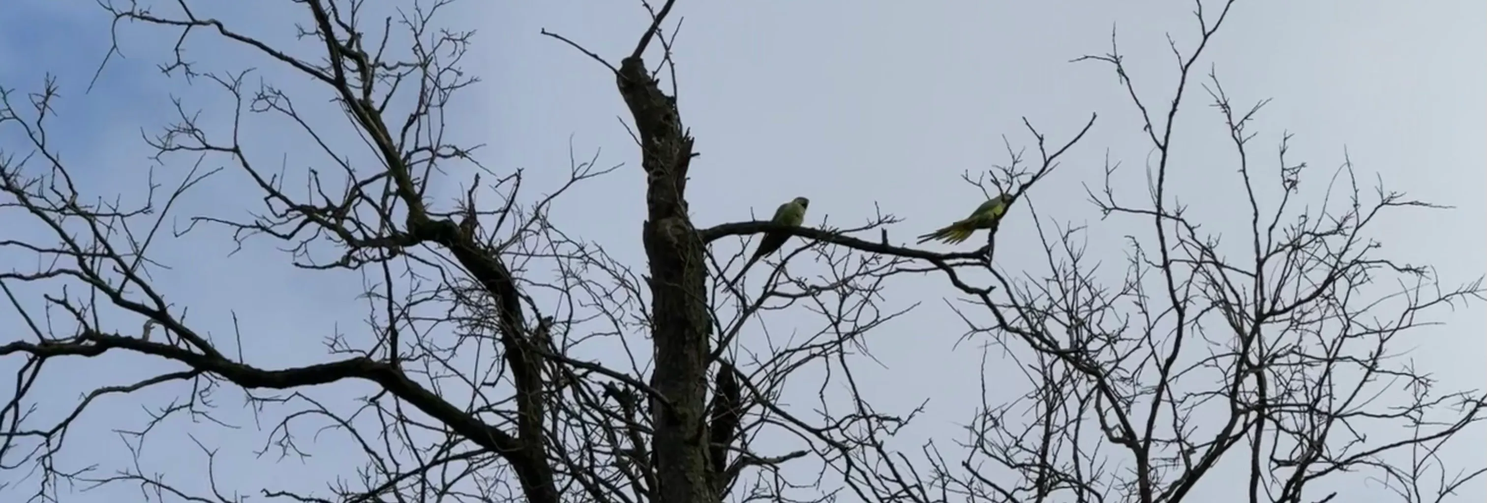two parakeets sitting at the top of a tree. The tree has no leaves on because it&#x27;s still winter