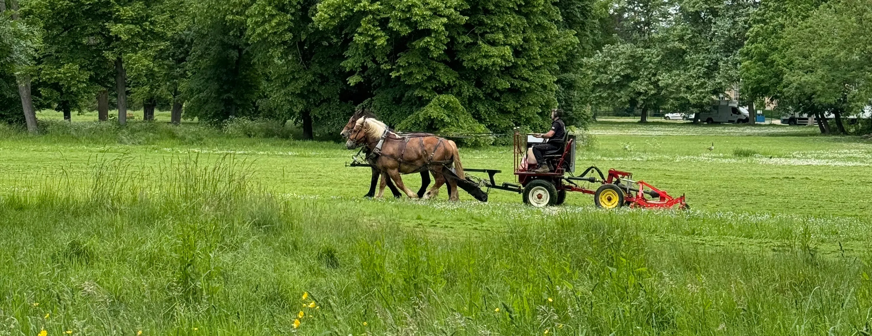 two horses